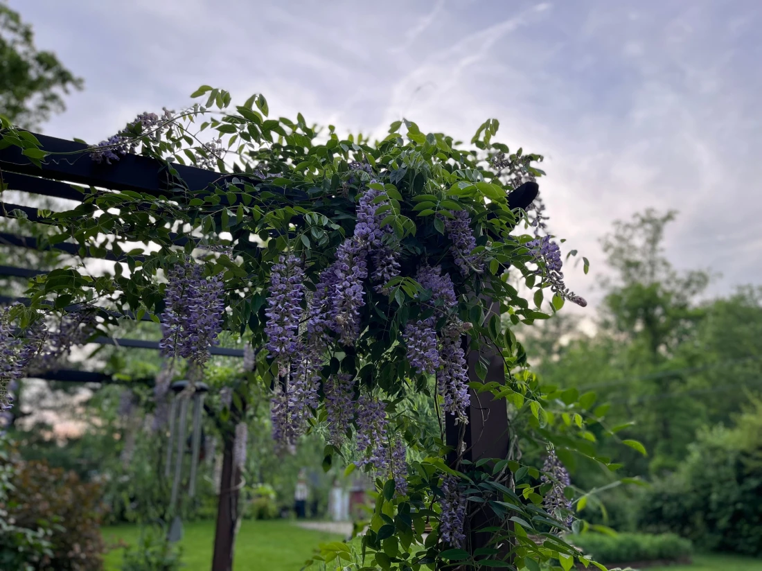 Les meilleures plantes grimpantes pour une pergola végétalisée